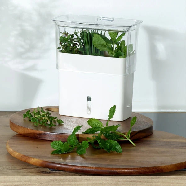 The Cole & Mason Fresh Herb Keeper - How to Grow Your Own Herbs