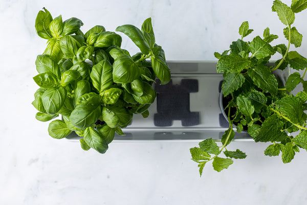 Everything You Need to Know about Cole and Mason Herb Keepers