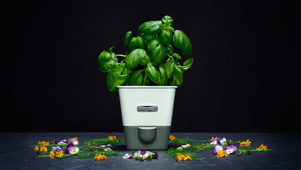 Cole & Mason Self-Watering Potted Herb Keeper